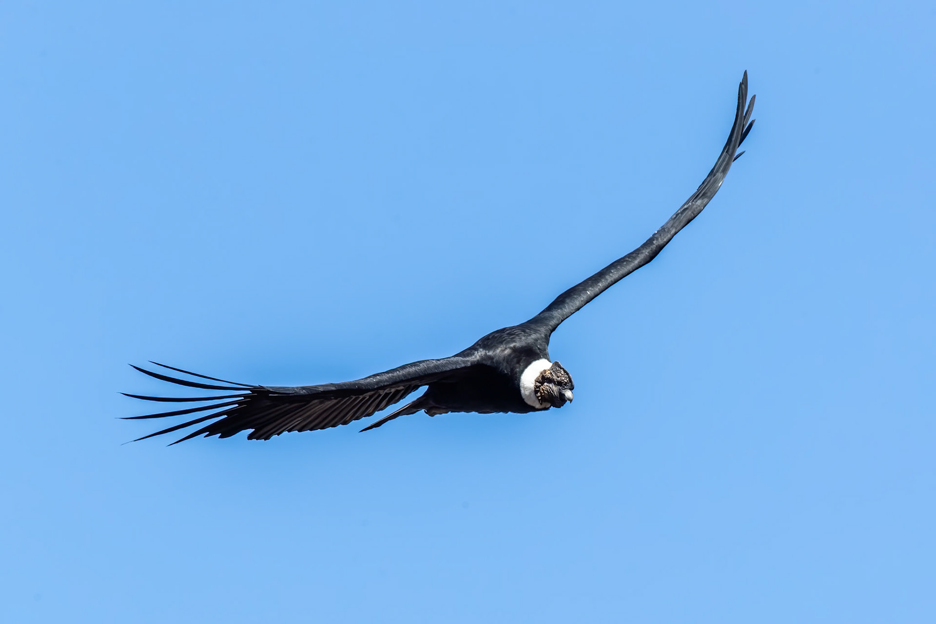 Andean condor, Santiago, Chilé