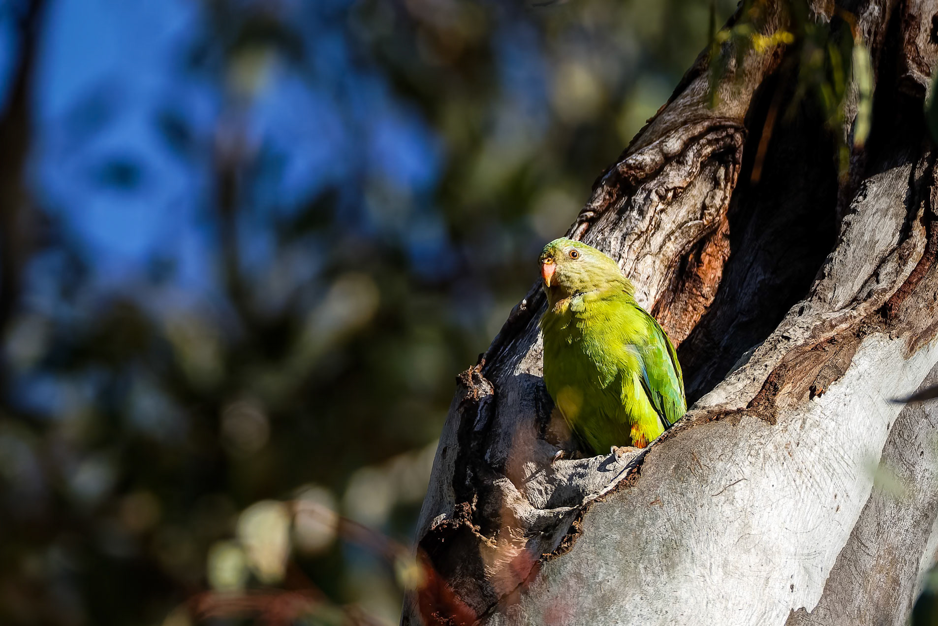 Superb parrot, Wilbriggie Riverena, Griffith, NSW, Australia