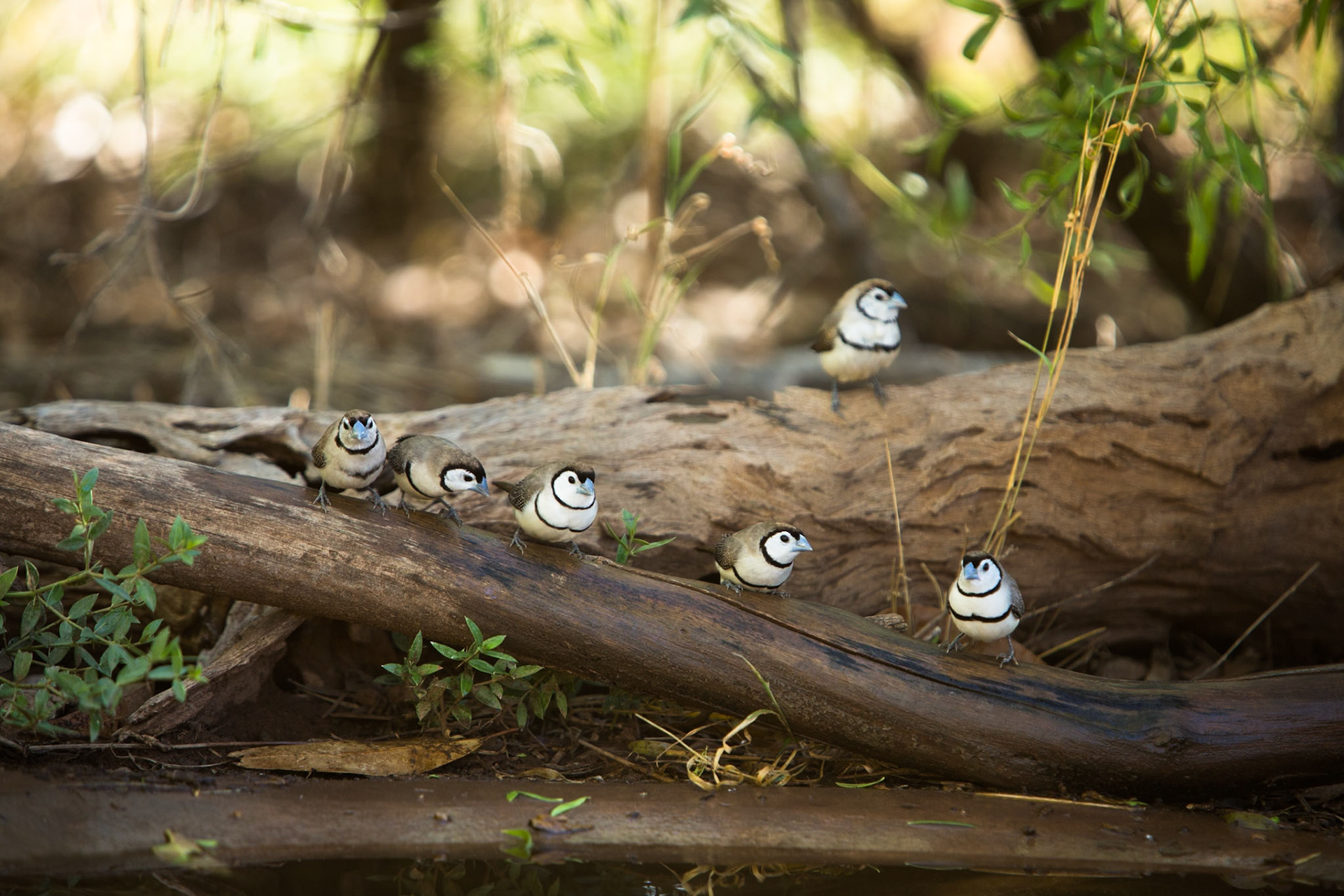 Double-barred finches, The Bungle Bungles, West Australia