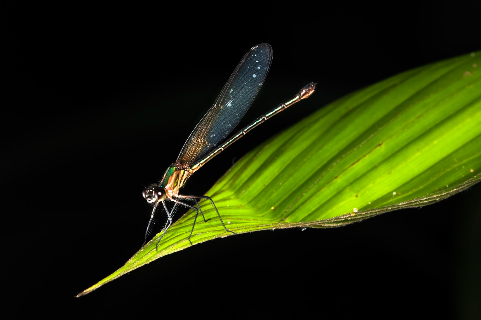 Dragonfly, Villa Lapas, Costa Rica