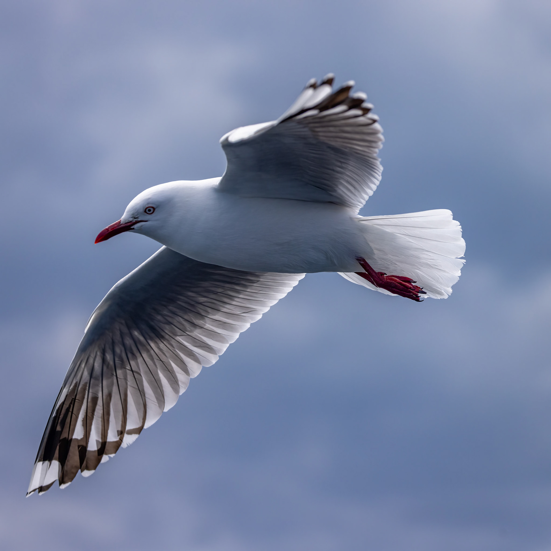 Red-billed gull, Kaikōura, New Zealand