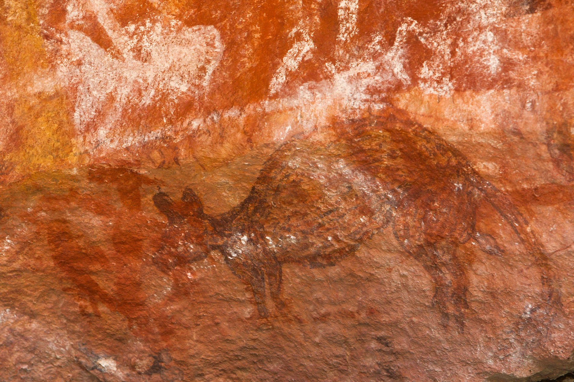 Rock-art wallaby, Mount Borradale, Arnhemland, Northern Territory