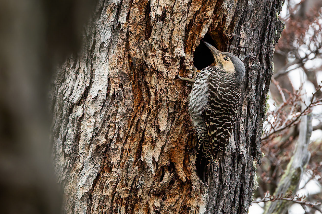 Chilean flicker, Torres del Paine, Patagonia, Chilé