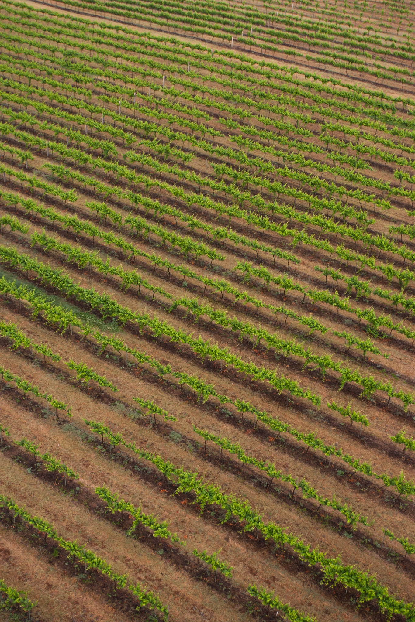 Hot air balloon ride in the Hunter Valley, New South Wales.