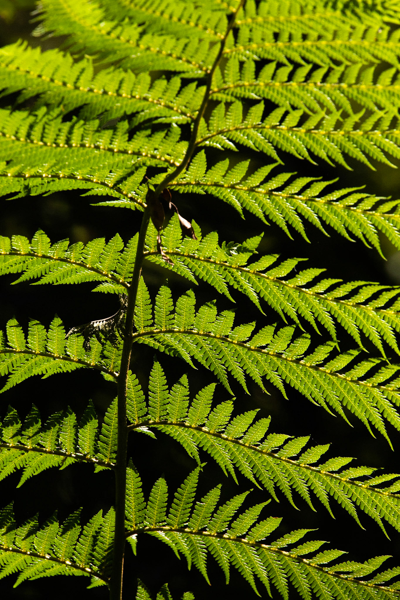 Fern Tree, Huon road, Hobart, Tasmania