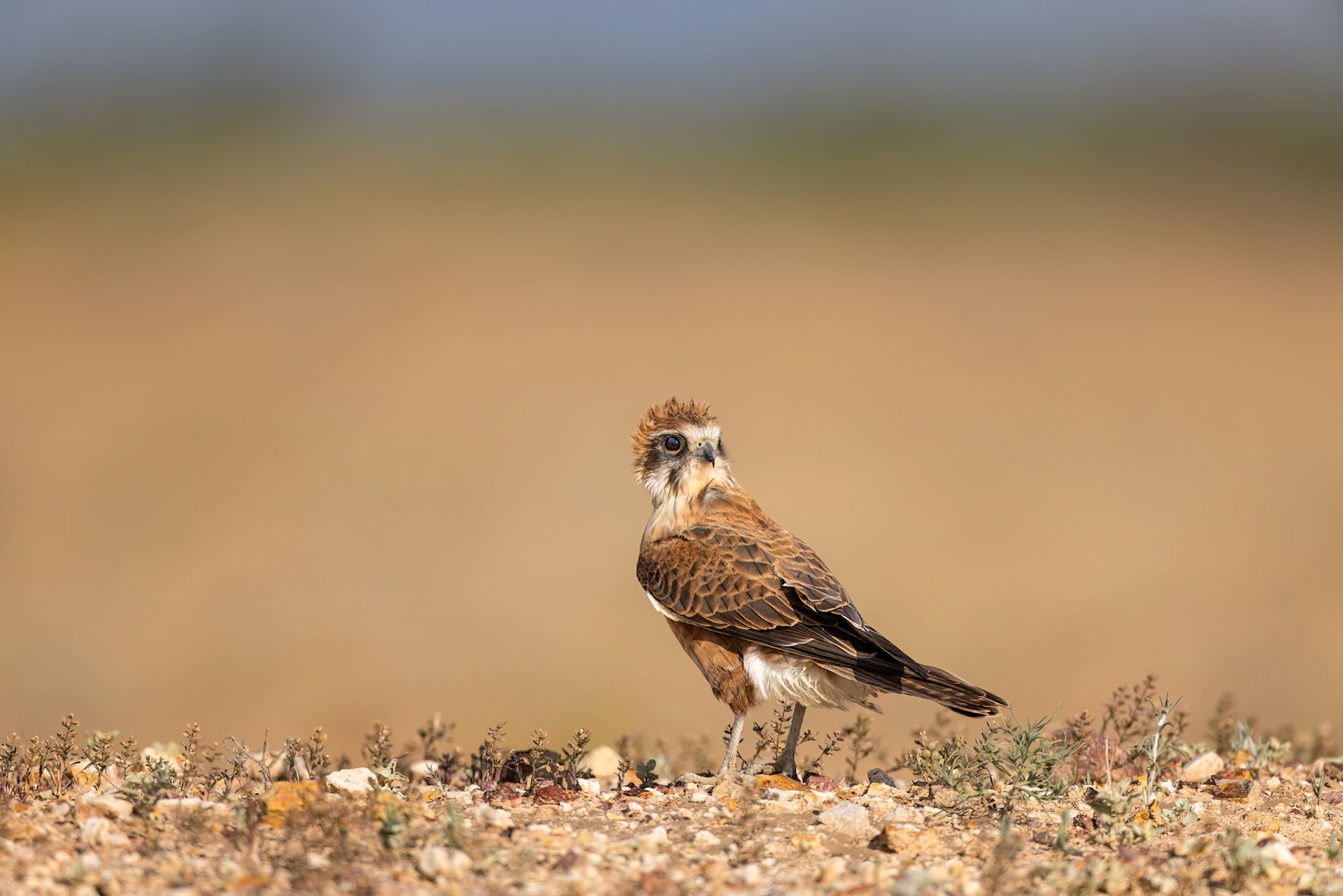 Nankeen kestrel, Birdsville, Queensland, Australia