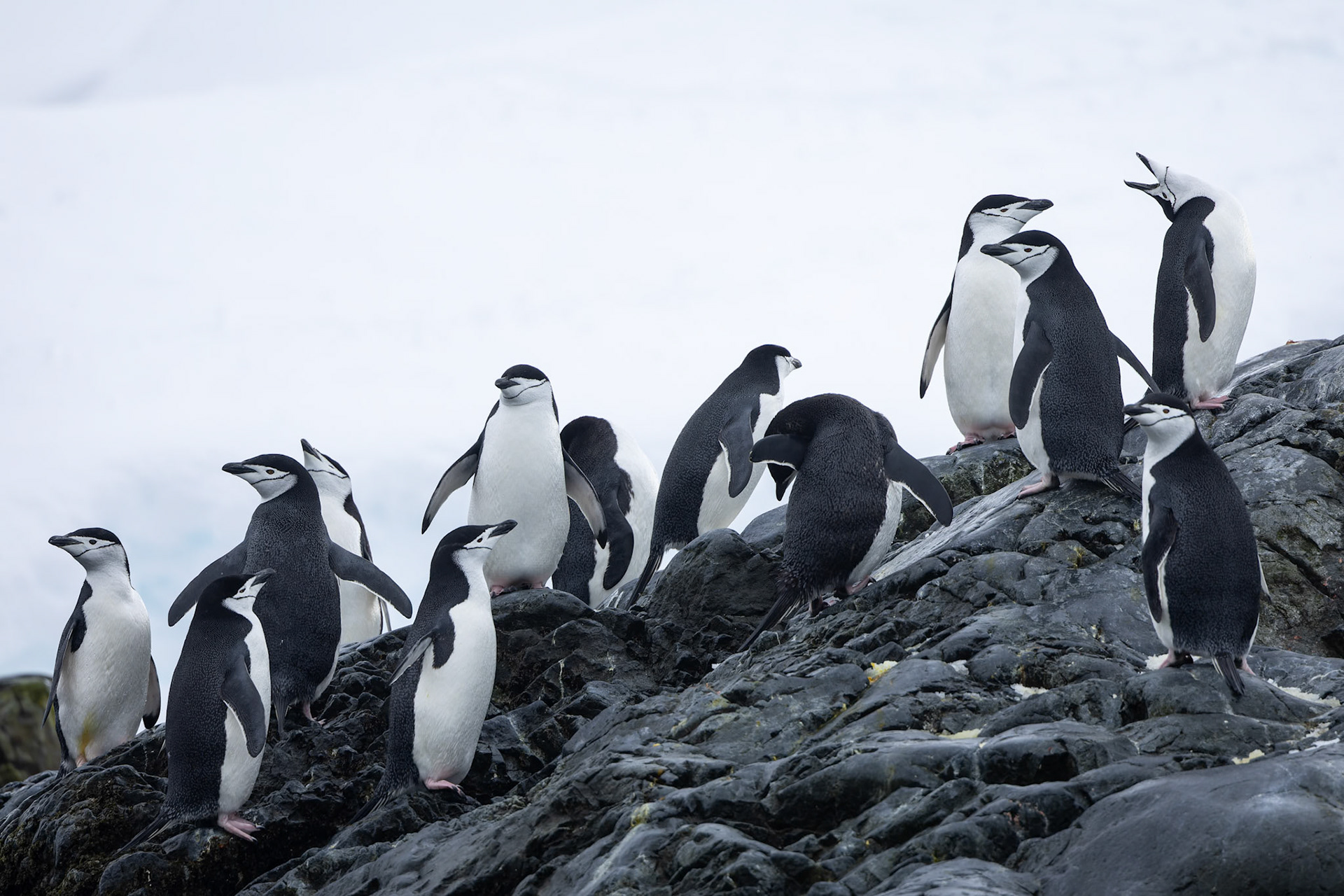 Chinstrap penguin, Cierva Cove, Antarctica