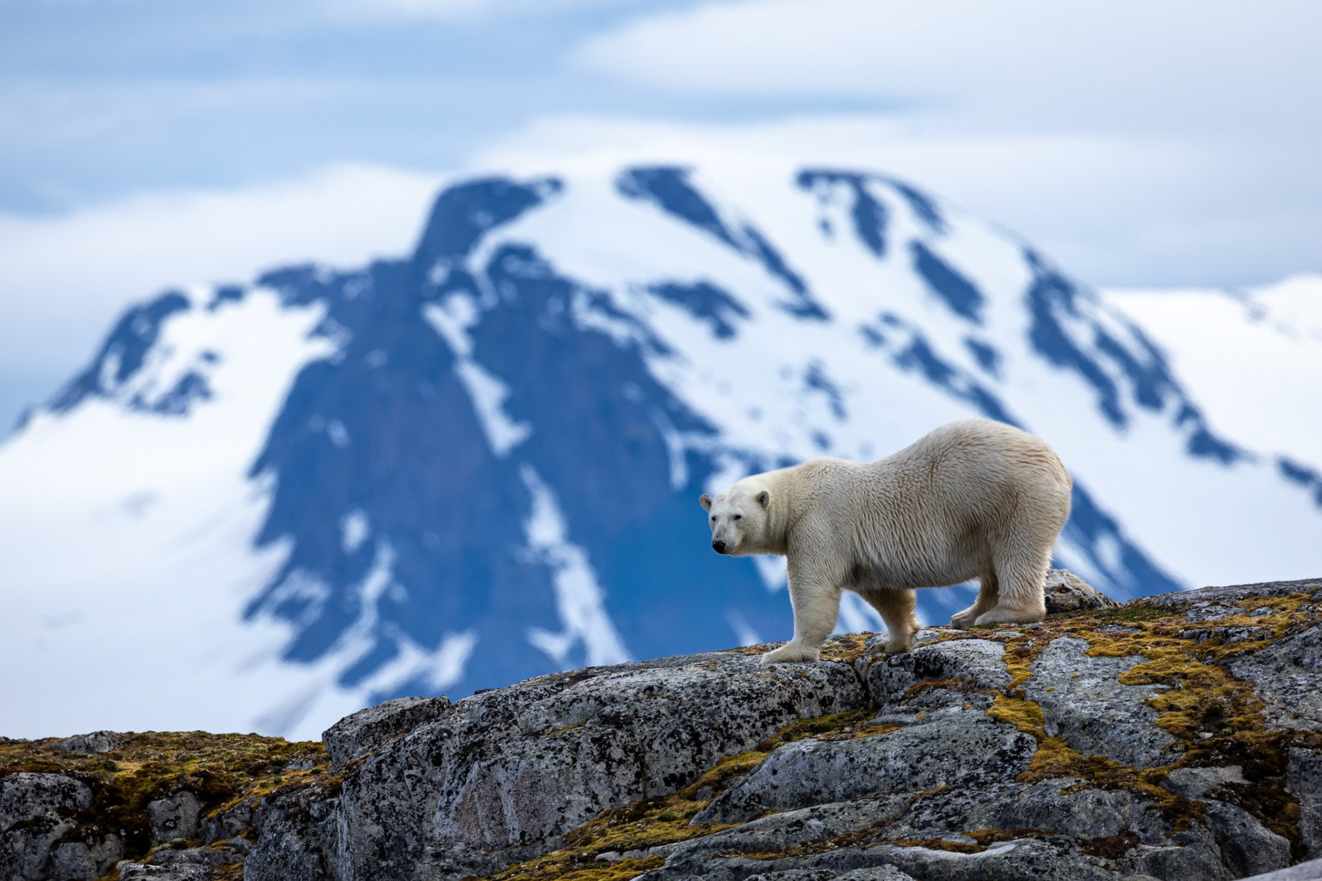 Polar bear, Hamiptonbukka, Svalbard, Norway; Finalist Capture Awards 2025, landscape and environment