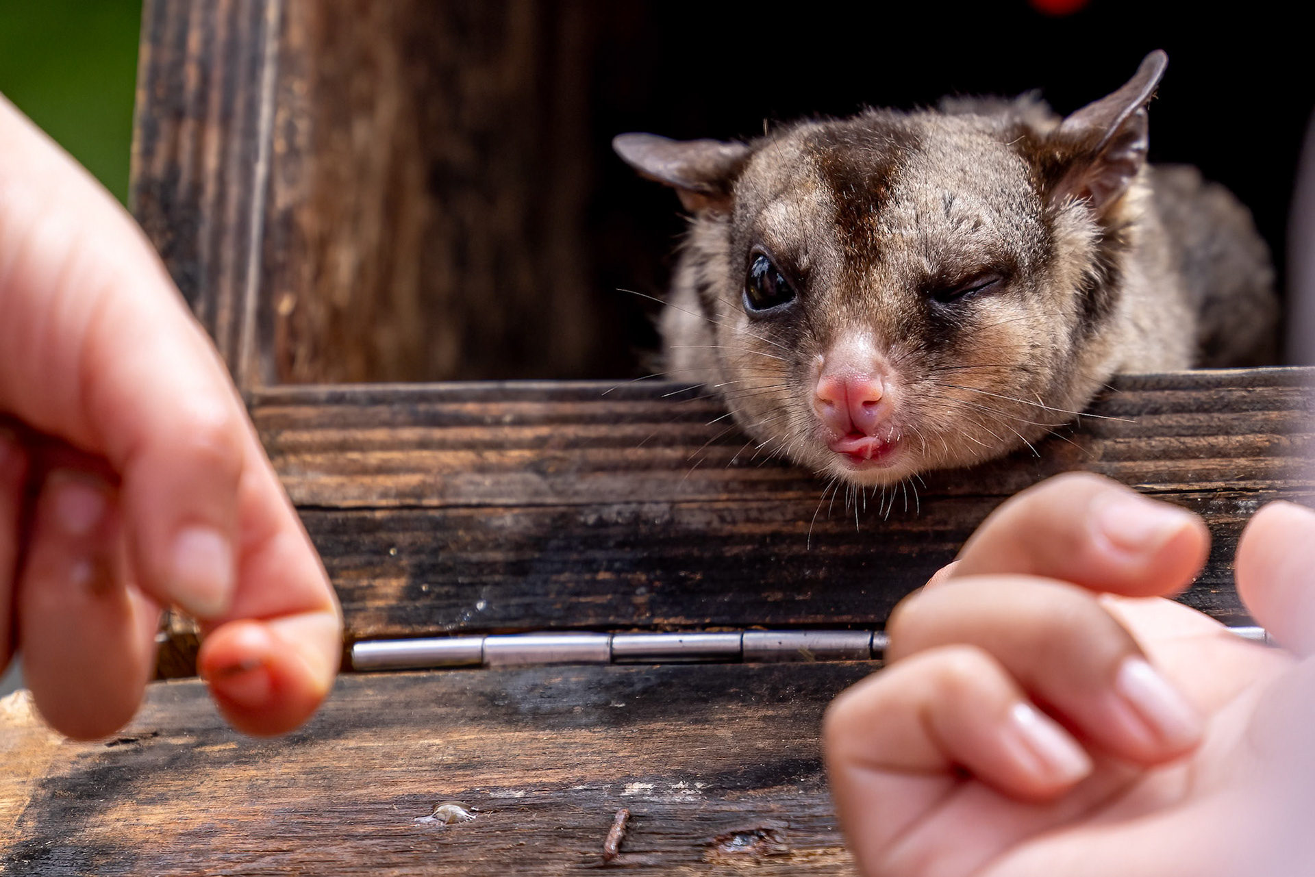 Squirrel glider, O'Reilly's Rainforest Retreat, Lamington National Park, Queensland, Australia