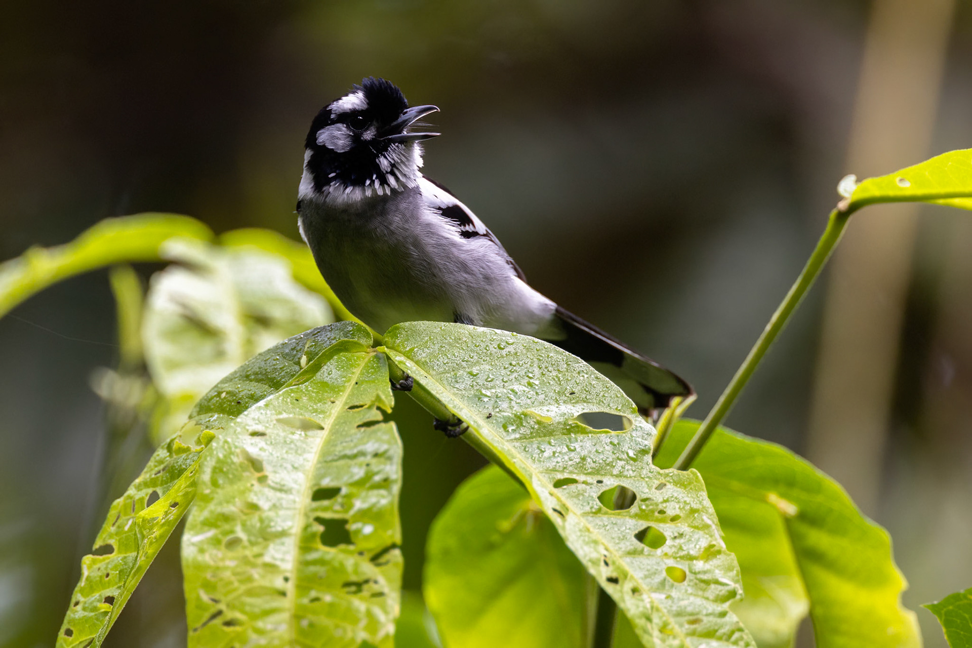 White-eared monarch, Atherton Tablelands, Queensland