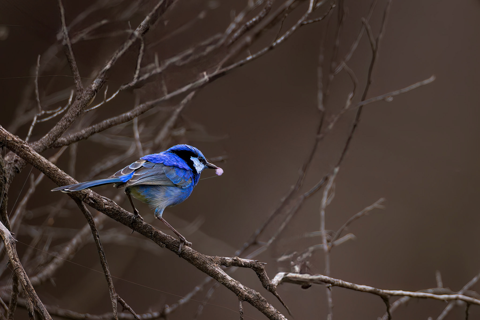 Splendid fairywren, Eulo to Cunnamulla, Queensland, Australia