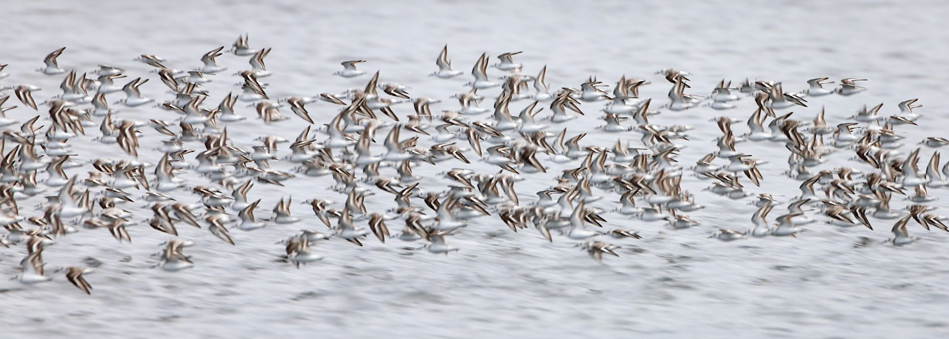 Hudsonian godwit, Puerto Varas Humedal, Lepihve, Chilé