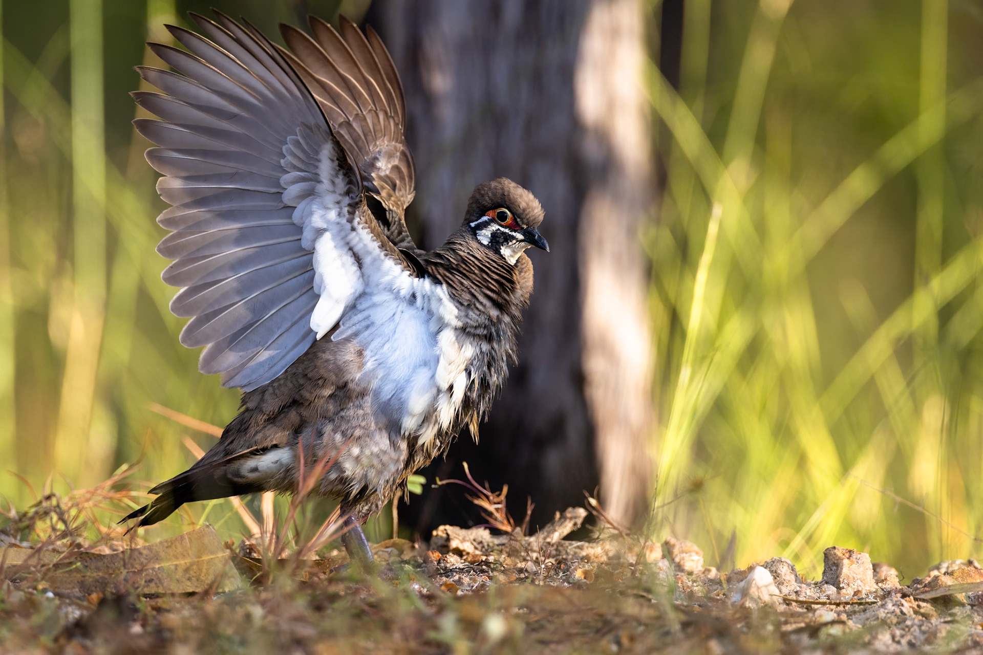 Squatter pigeon, Musgrave, Cape York Penninsula, Queensland