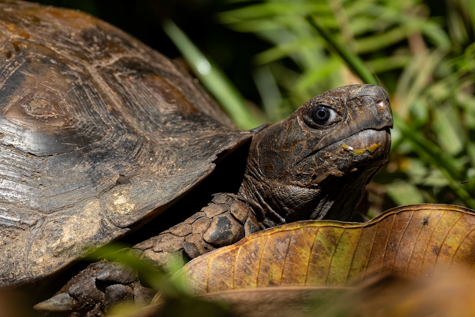 Tortoise, Tabin, Borneo