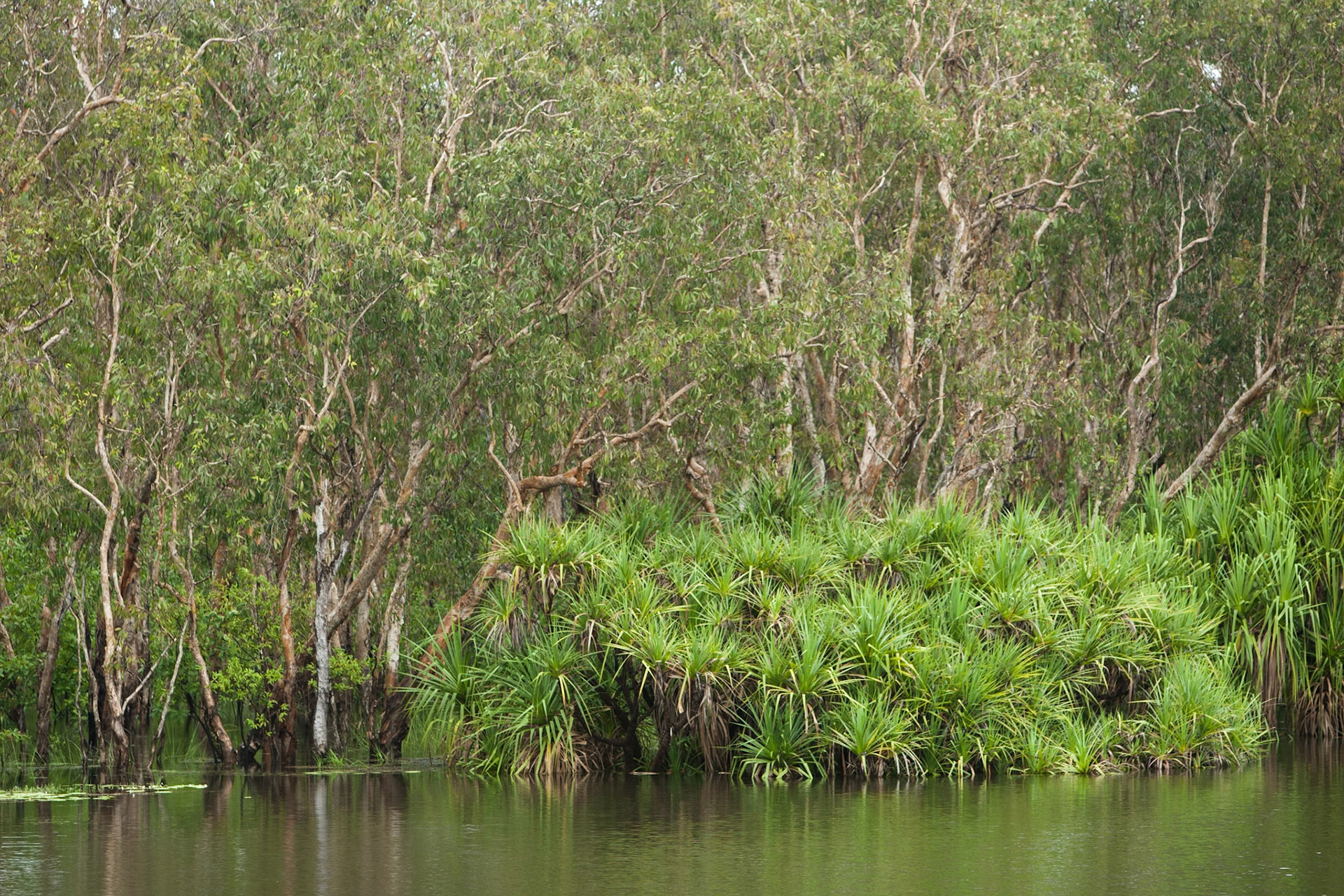 Bush and water-Pandanis en route from Kakadu to Litchfield, Northern Territory