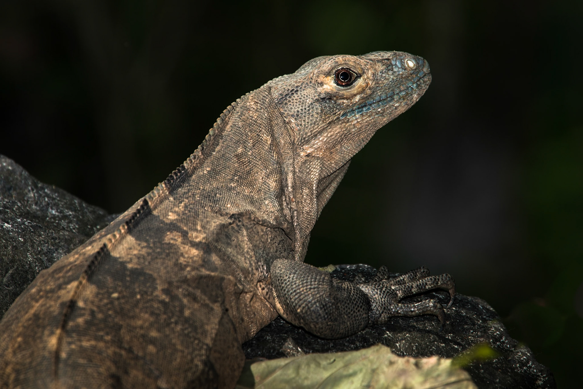 Spiny iguana, Villa Lapas, Costa Rica