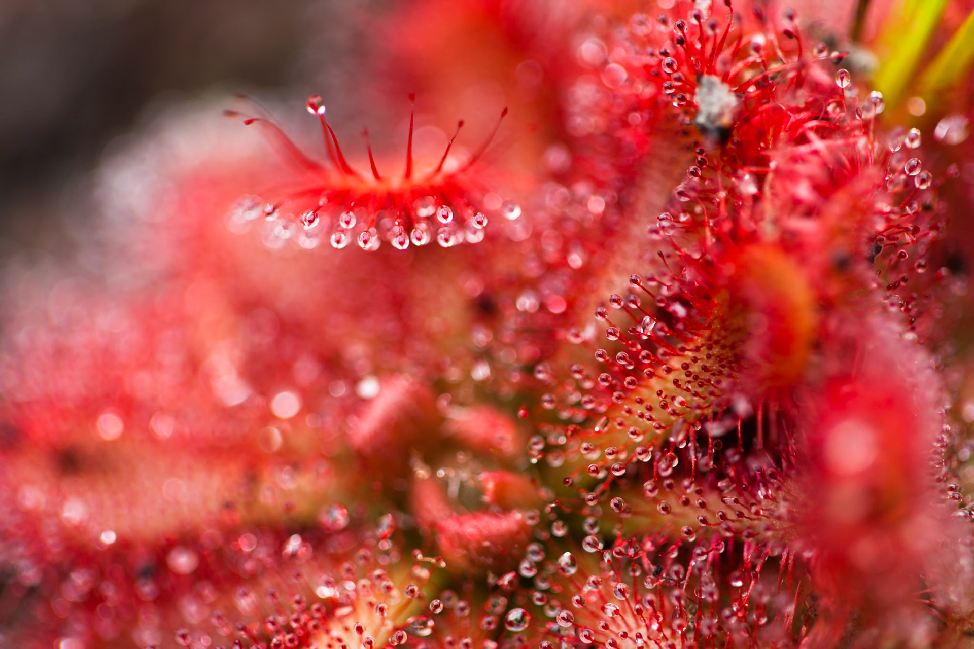 Carnivorous plant, Fraser Island, Queensland