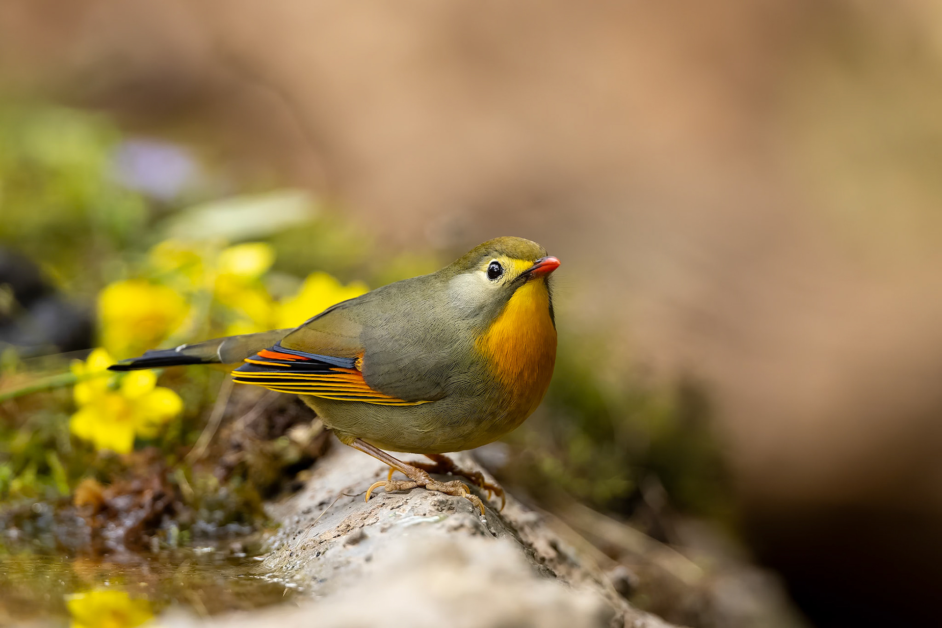 Red-billed leiothrix, Bird's Den, Corbett Tiger Reserve, India