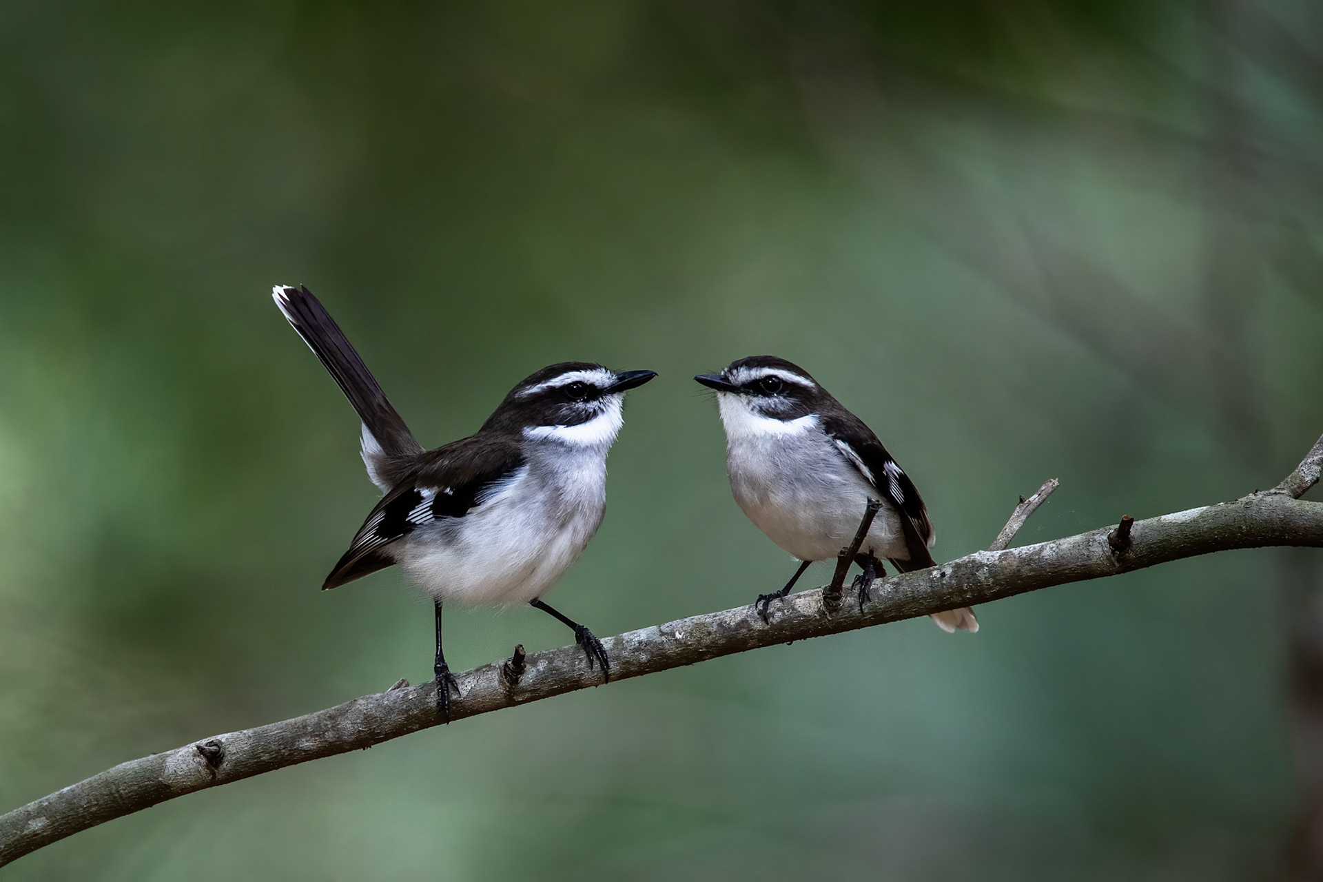 White-browed robin, Lake Eacham, Queensland, Australia