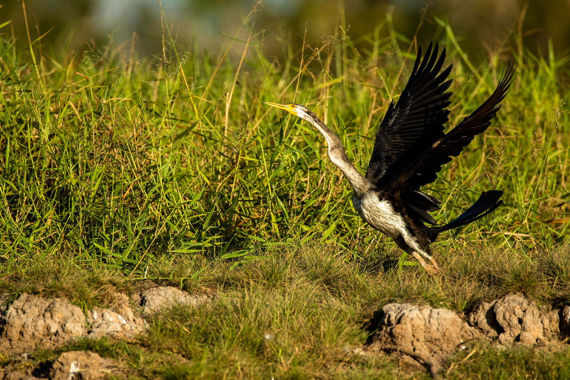 Australasian darter, Corroboree billabong, Corroboree, Northern Territory, Australia