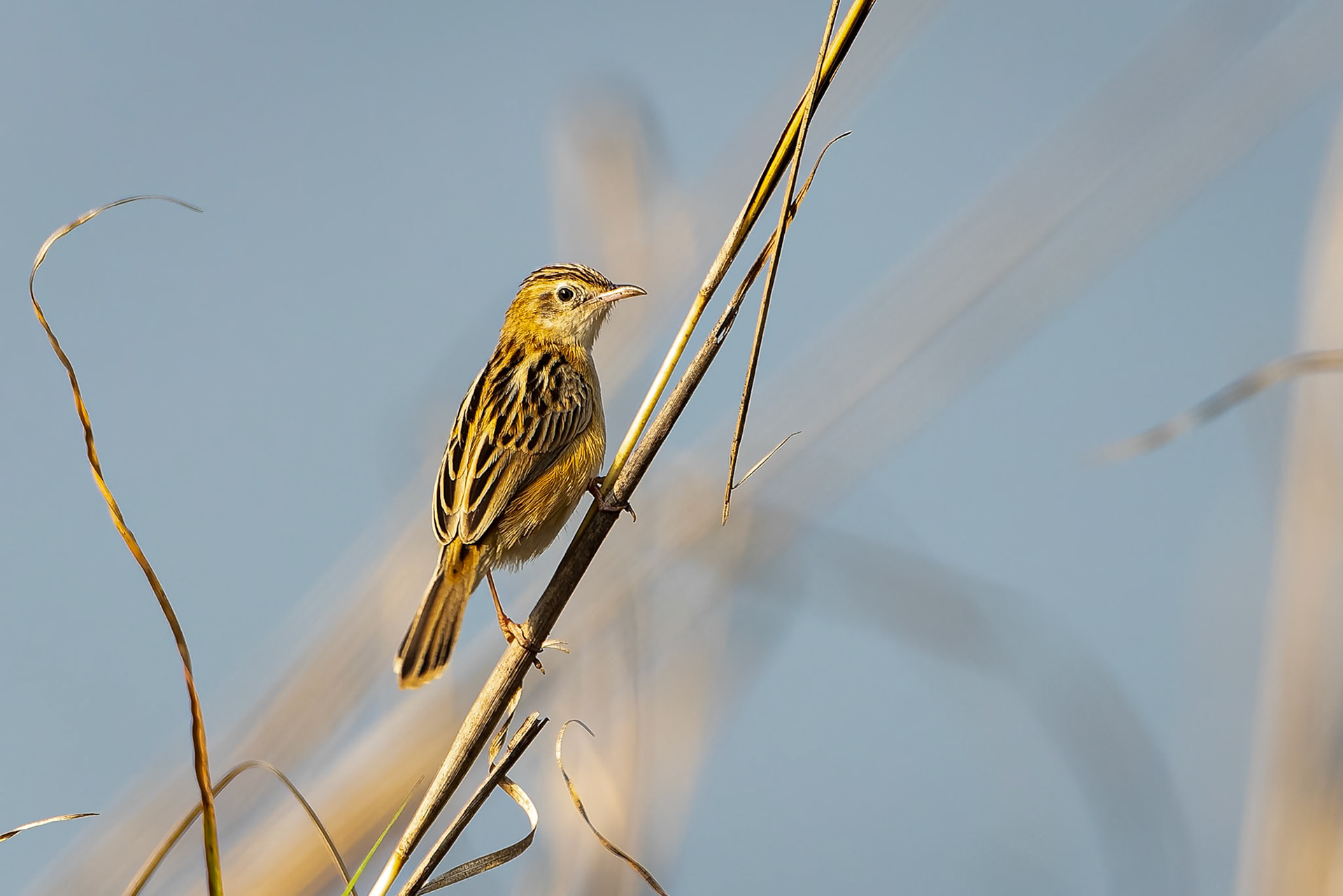 Zitting cisticola, Khana, India