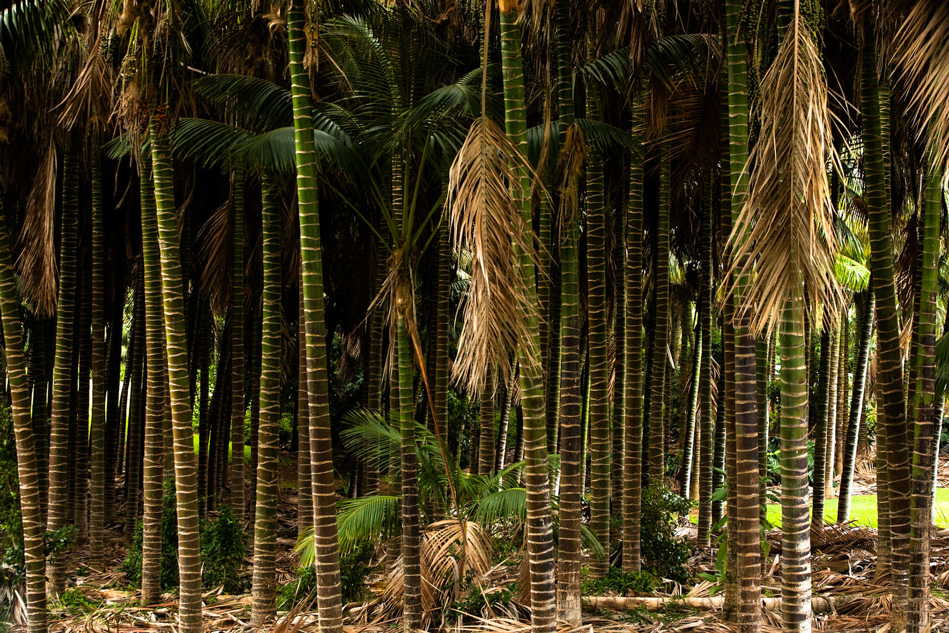 Kentia palms, Lord Howe Island, New South Wales, Australia