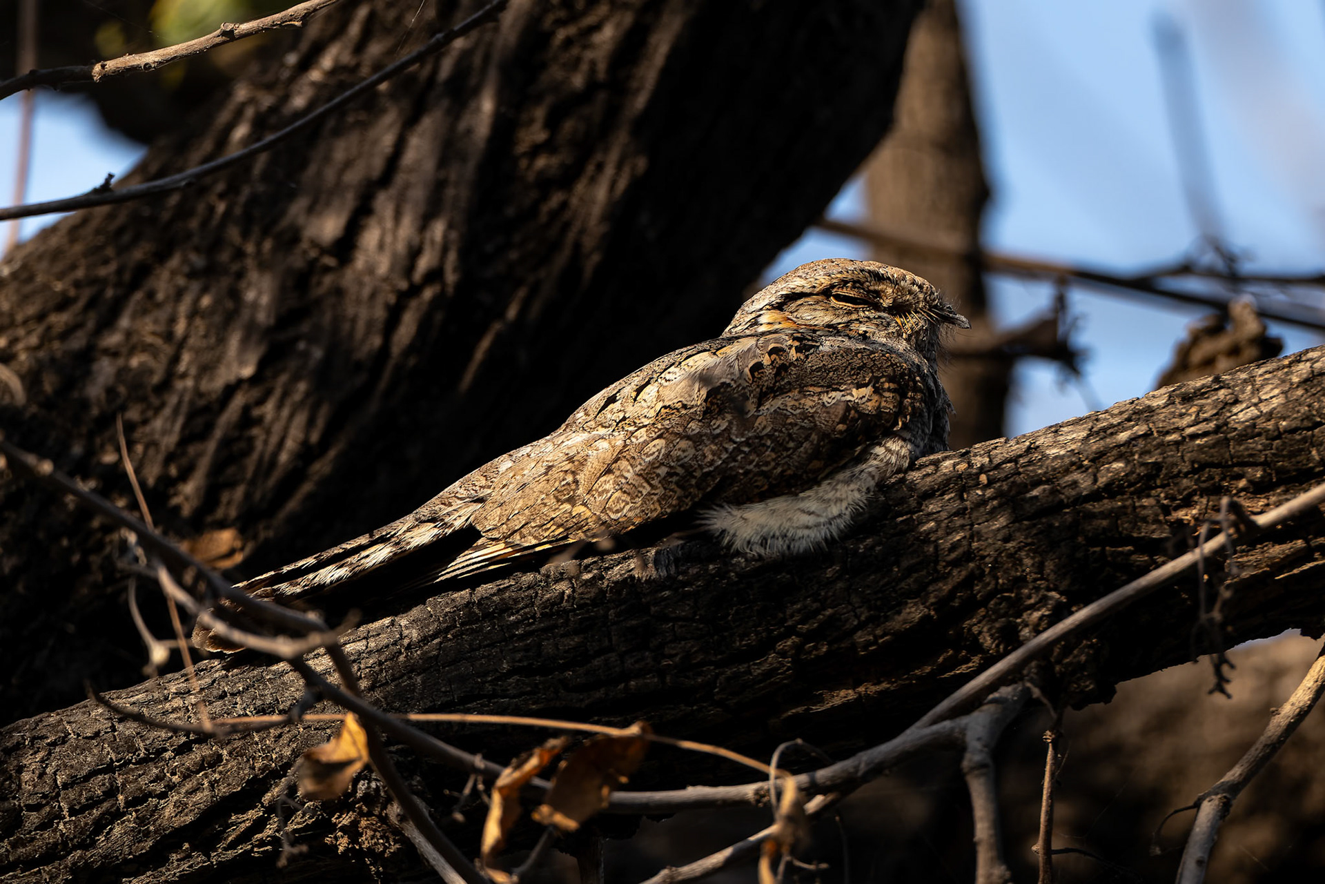 Jungle nightjar, Keoladeo National Park, Bharatpur, India