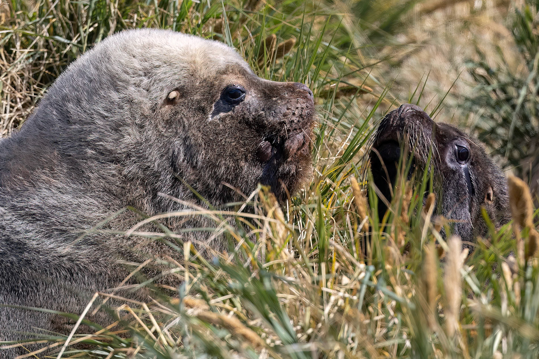 Sea lion, Dolphin Point, Falkland Islands
