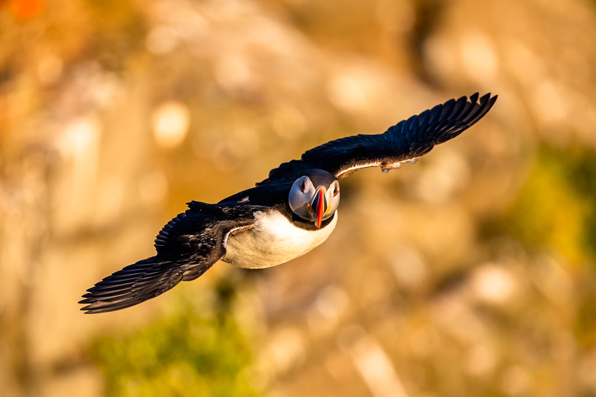 Atlantic puffin, Grímsey Island, Iceland