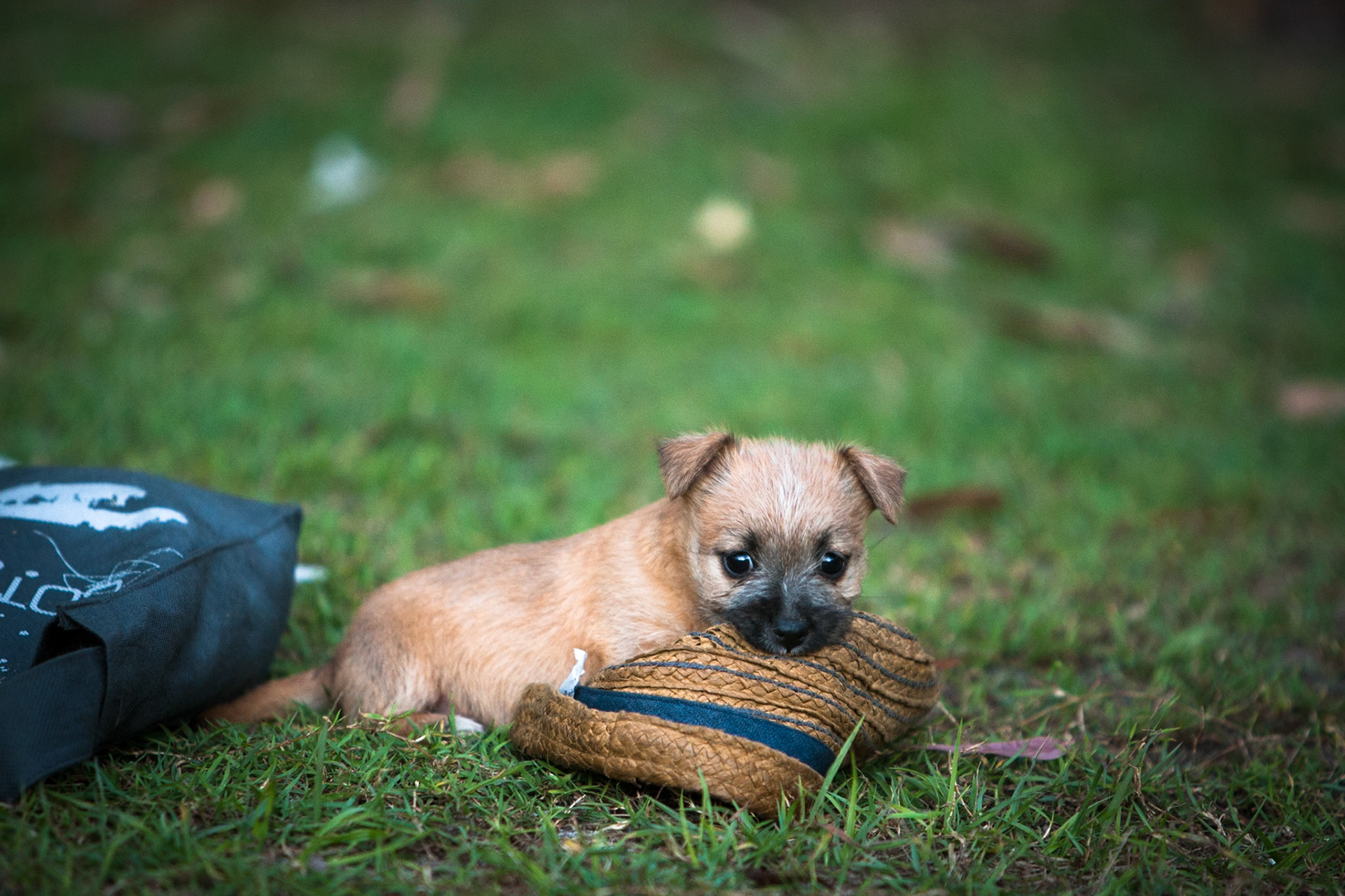 Puppy, Noosa, Queensland