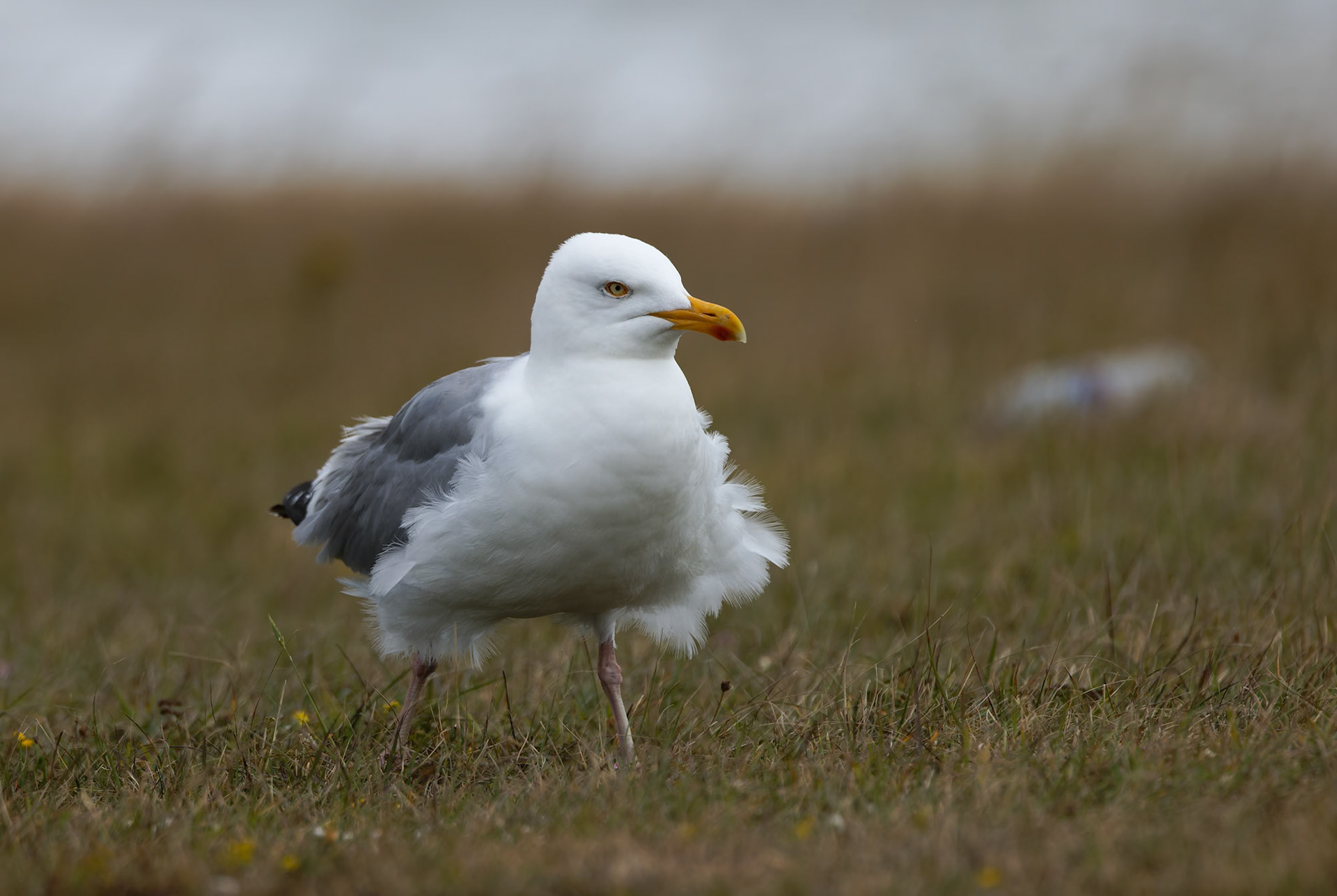 European herring gull, Birling Gap and Seven Sisters, United Kingdom