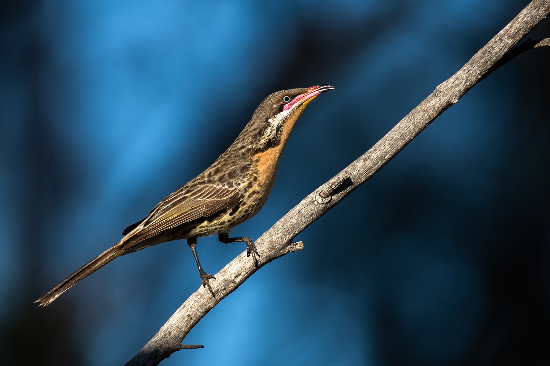 Spiny-cheeked honeyeater, Bladensberg National Park, Winton, Queensland, Australia