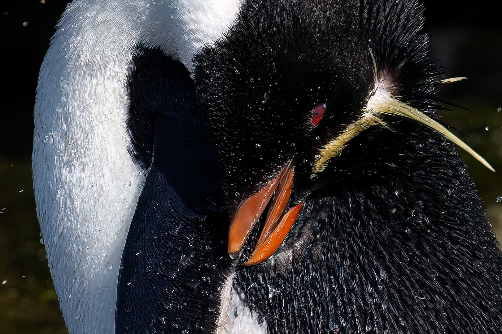Southern rockhopper penguin, The Settlement, Saunders Island, Falkland Islands