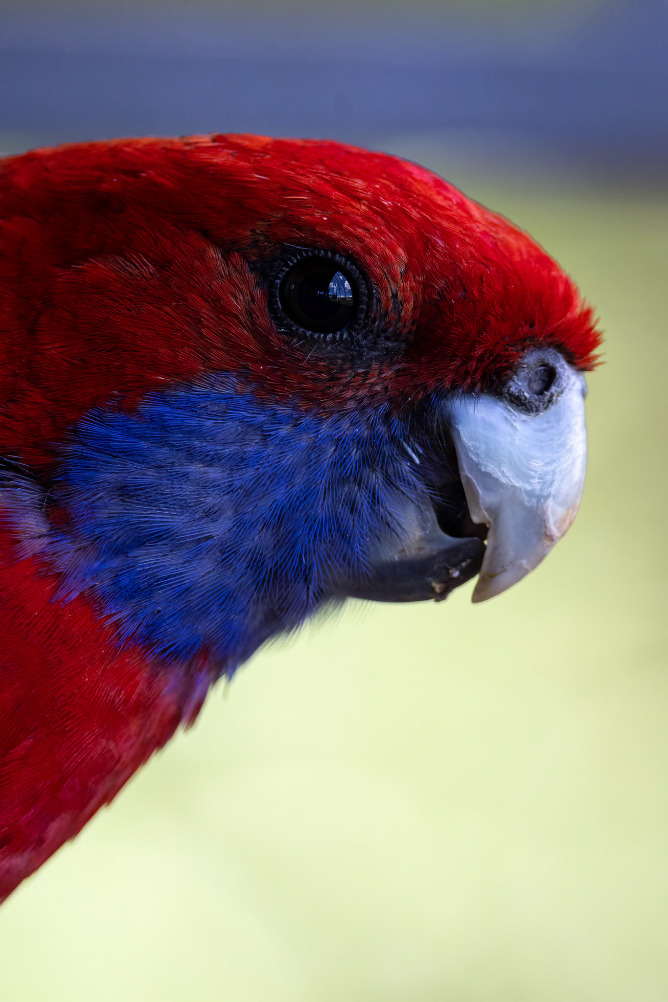 Crimson rosella, O'Reilly's Rainforest Retreat, Lamington National Park, Queensland, Australia