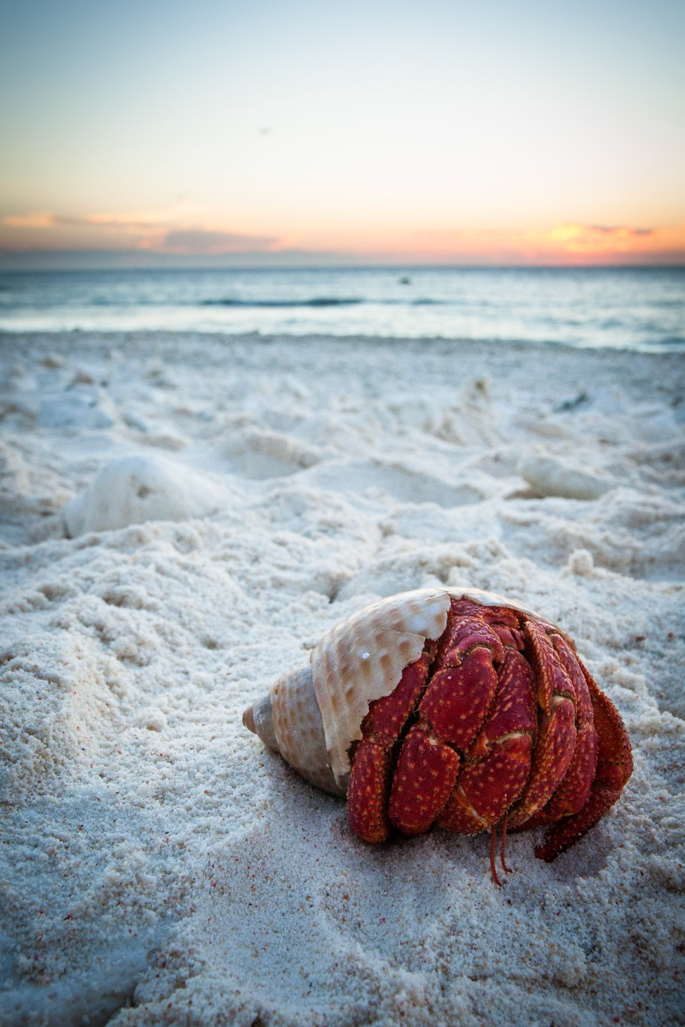 Lady Elliot Island, Queensland, Australia crab,