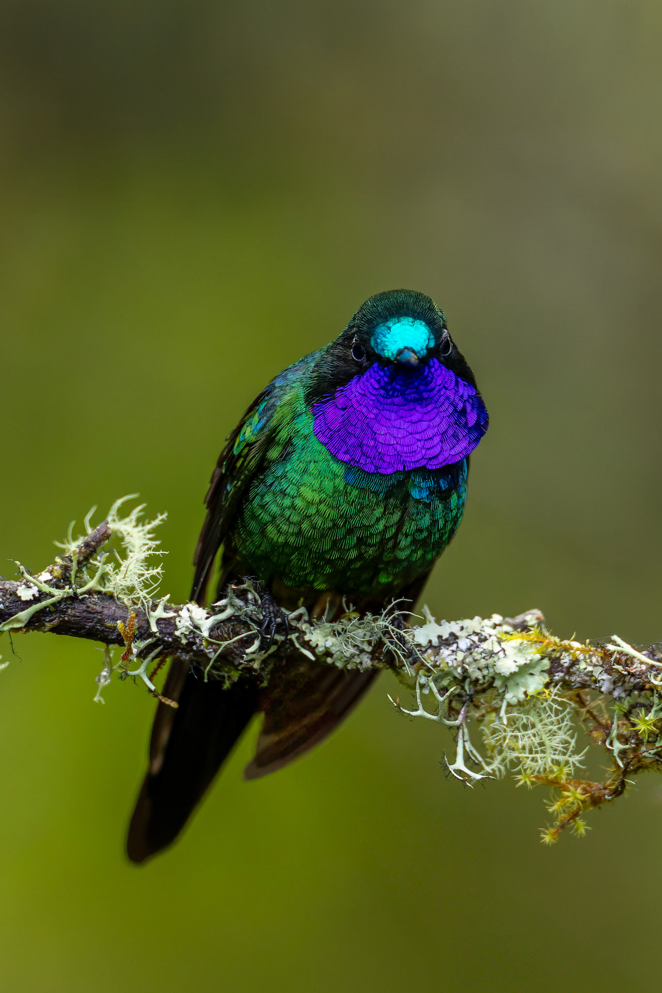 Purple-throated sunangel, Urraca Lodge, Jorupe National Park, Ecuador