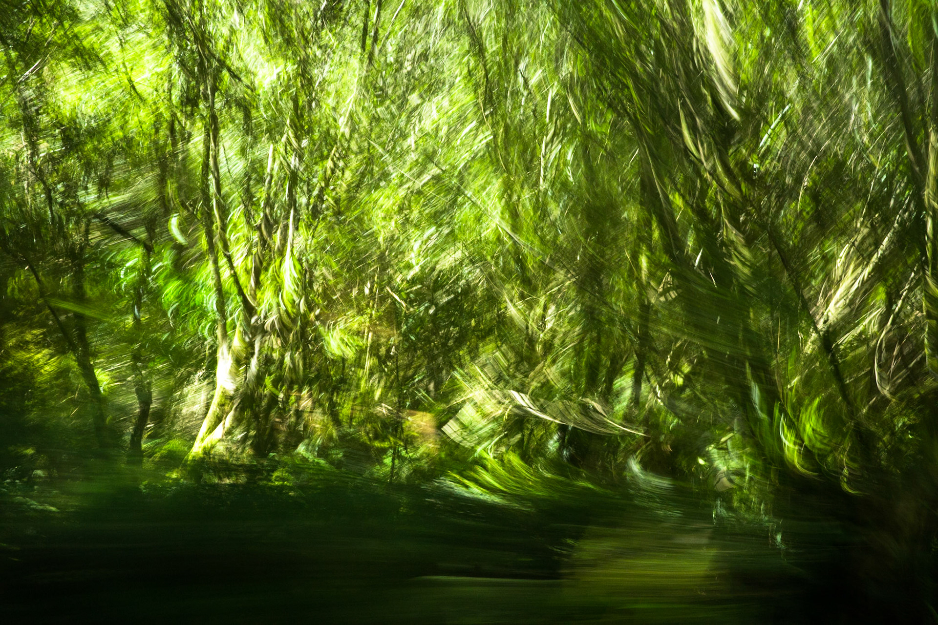 Bus ride, Milkford Sound to Te Anau,