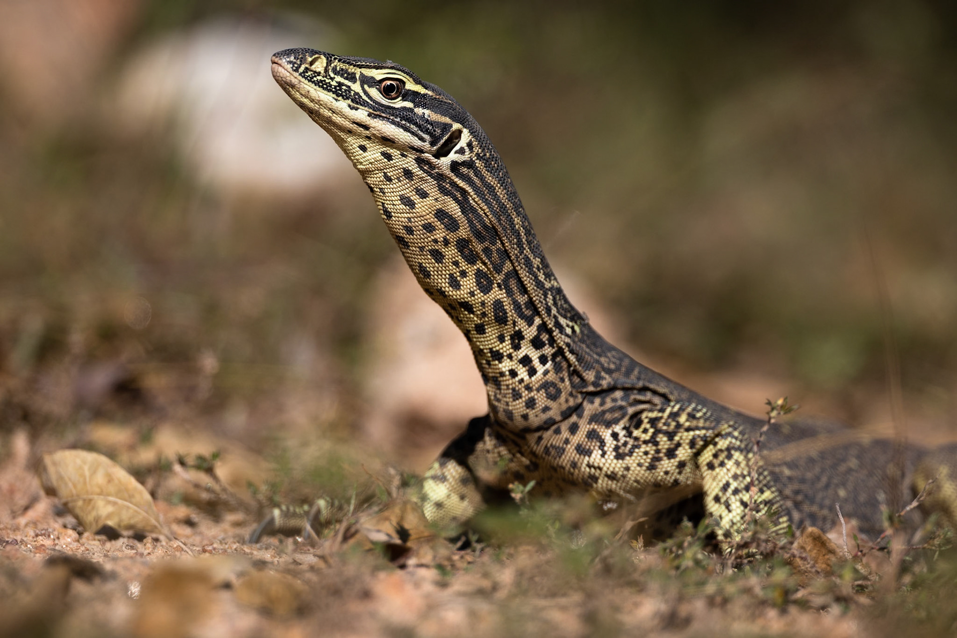 Yellow-spotted monitor, Musgrave, Cape York Penninsula, Queensland