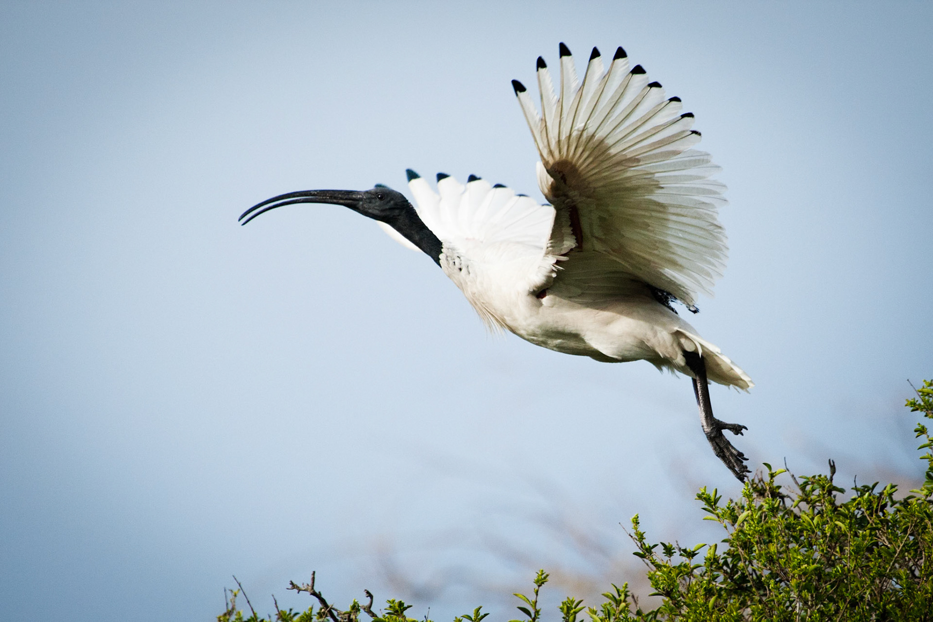 A sacred- ibis taking to the air from the trees at Centennial Park, Sydney, Australia
