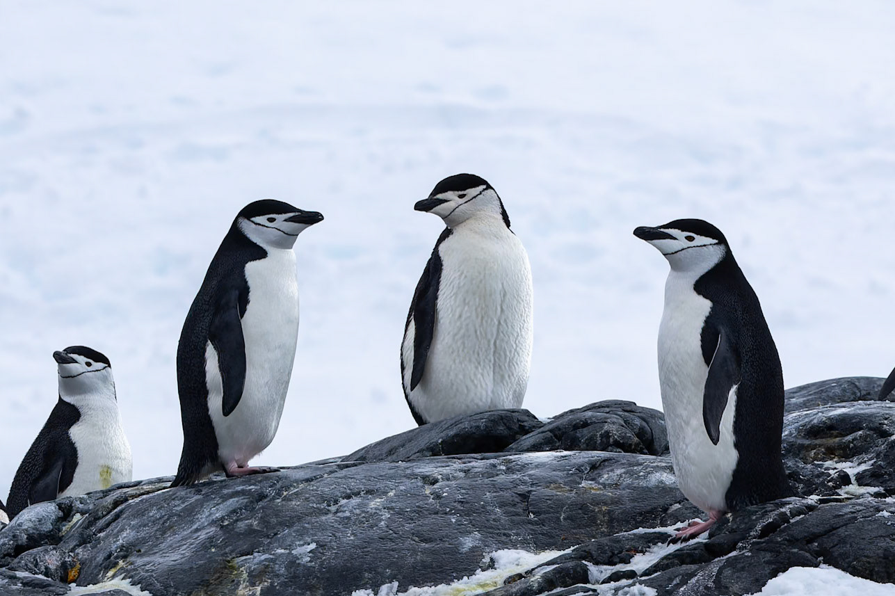 Chinstrap penguin, Cierva Cove, Antarctica
