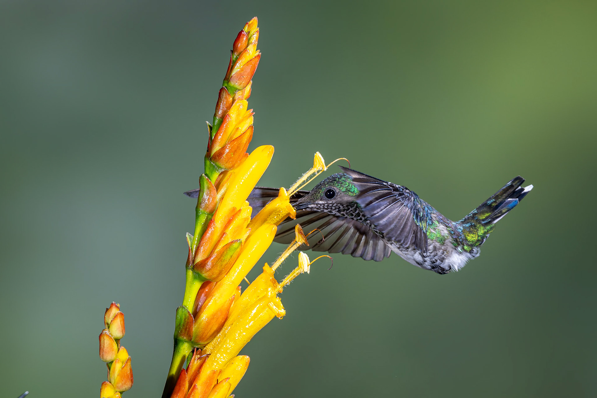 White-necked Jacobin, Umbrella Bird Lodge, Buenaventura Nature Reserve, Ecuador
