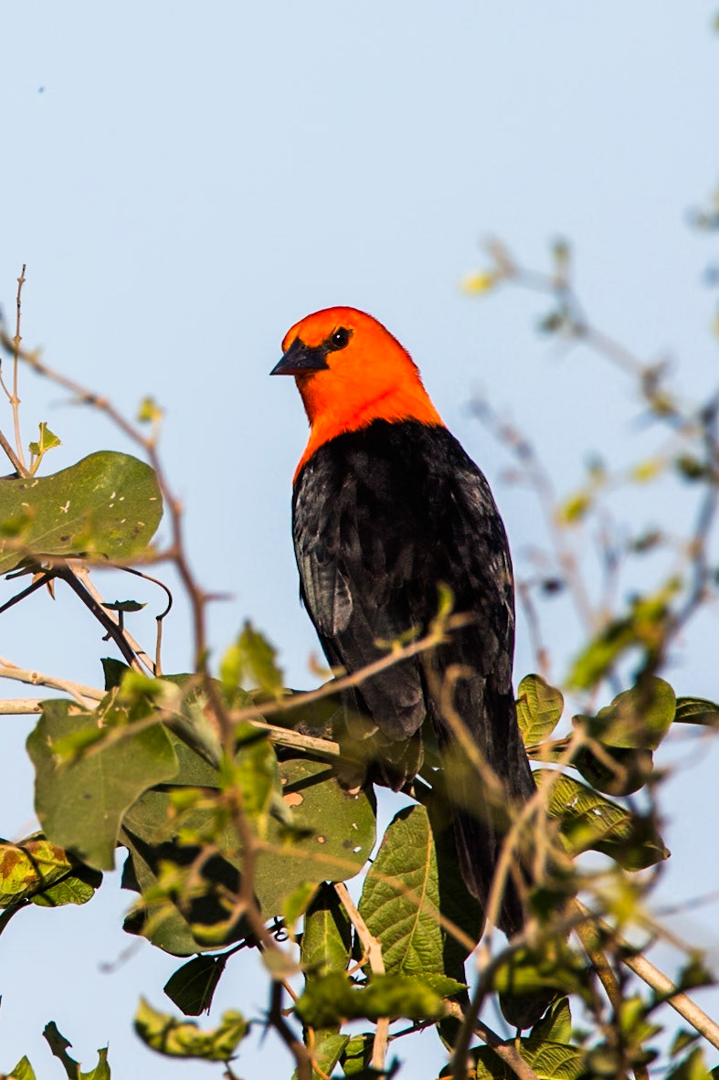 Scarlet headed balckbird, Transpantaneira, Pantanal, Brazil