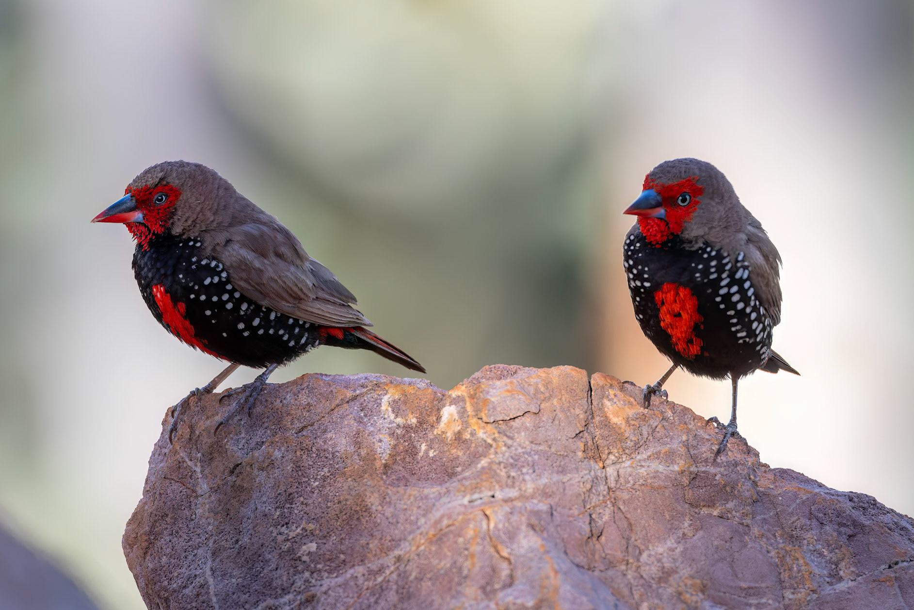 Painted firetail, Mt Isa, Queensland, Australia