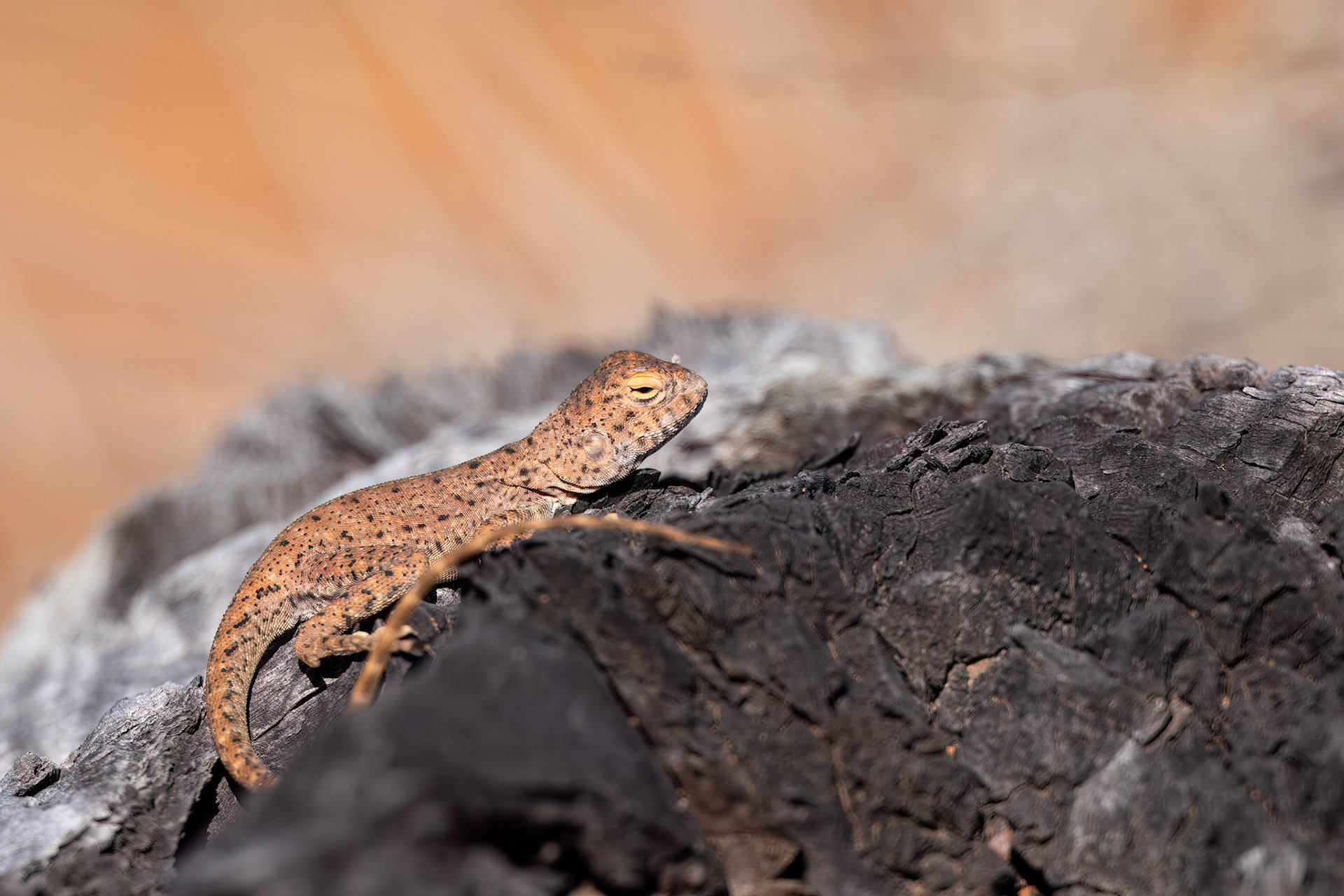 Slater's ring-tailed dragon, Mt Isa, Queensland, Australia