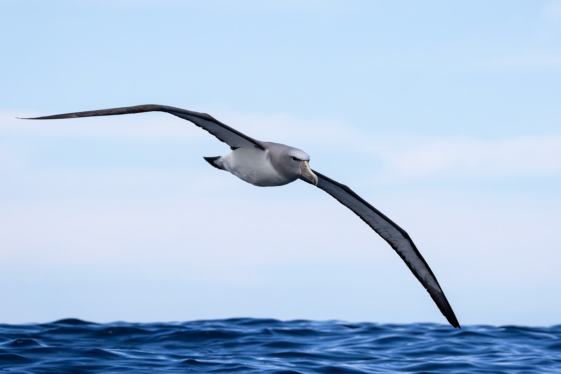 Salvin's albatross, Kaikōura, New Zealand