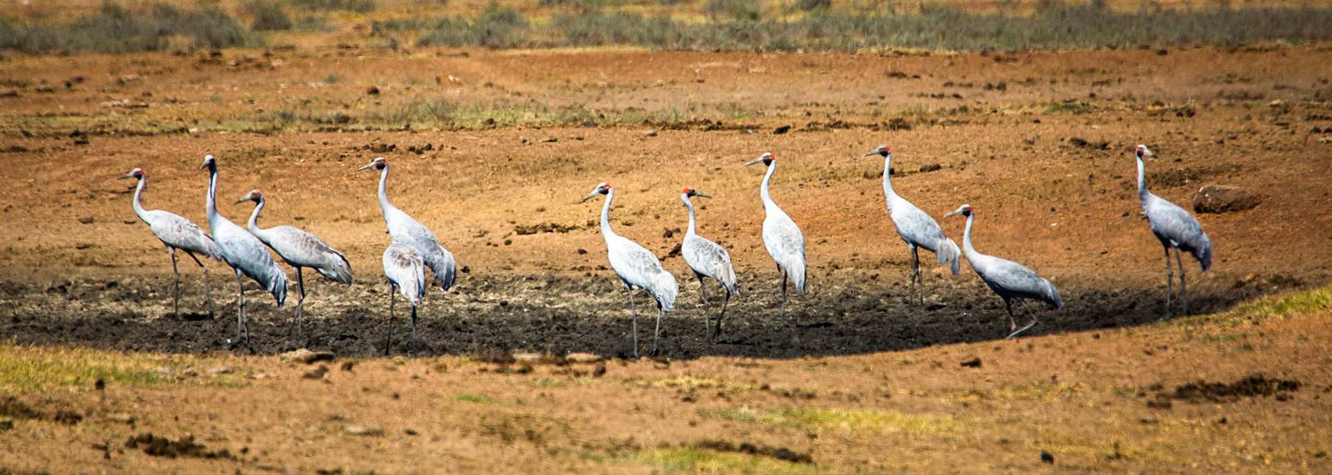 Brolgas, Broome, West Australia