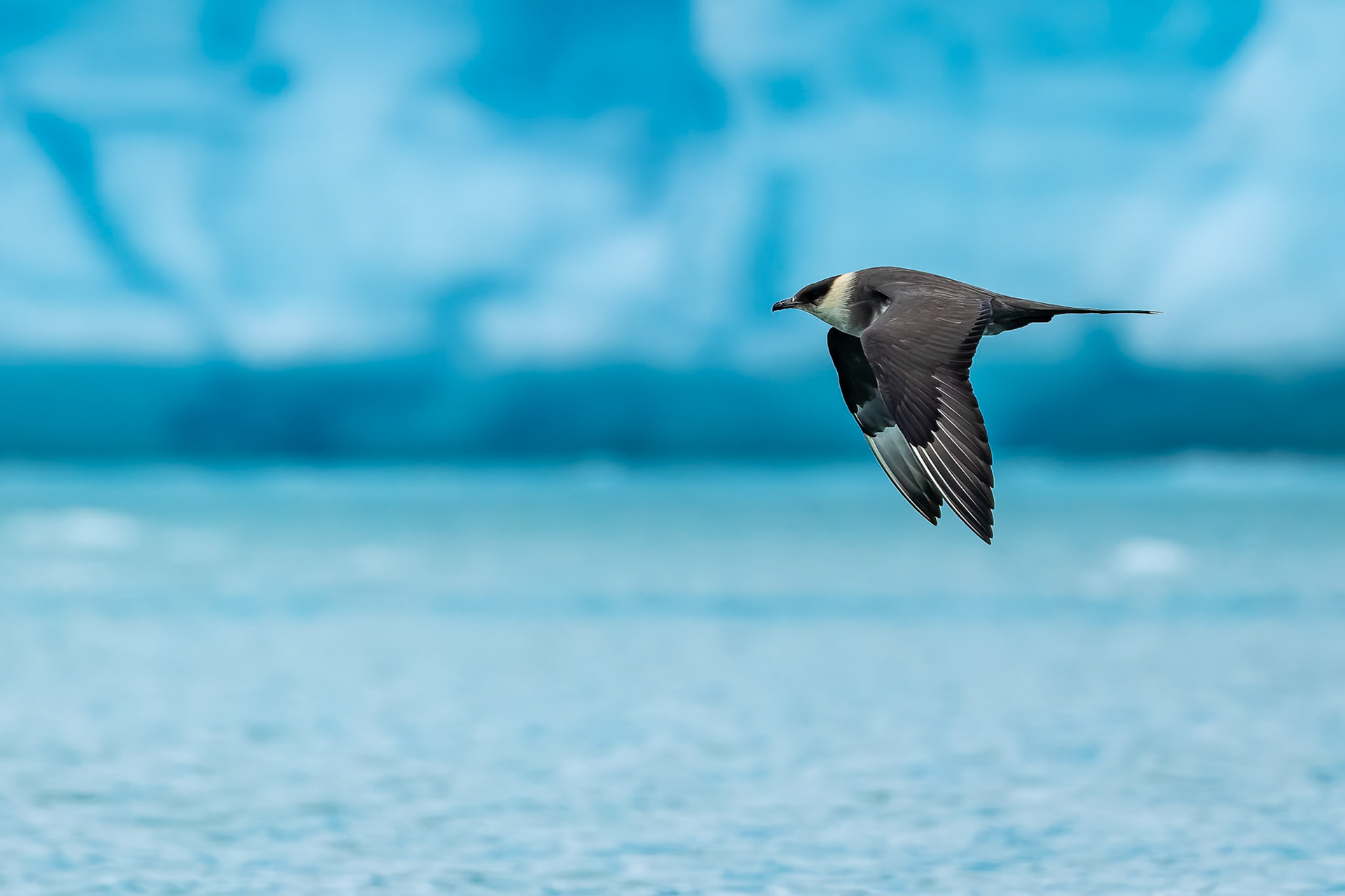 Arctic skua, Lilliehoekbreen, Svalbard, Norway