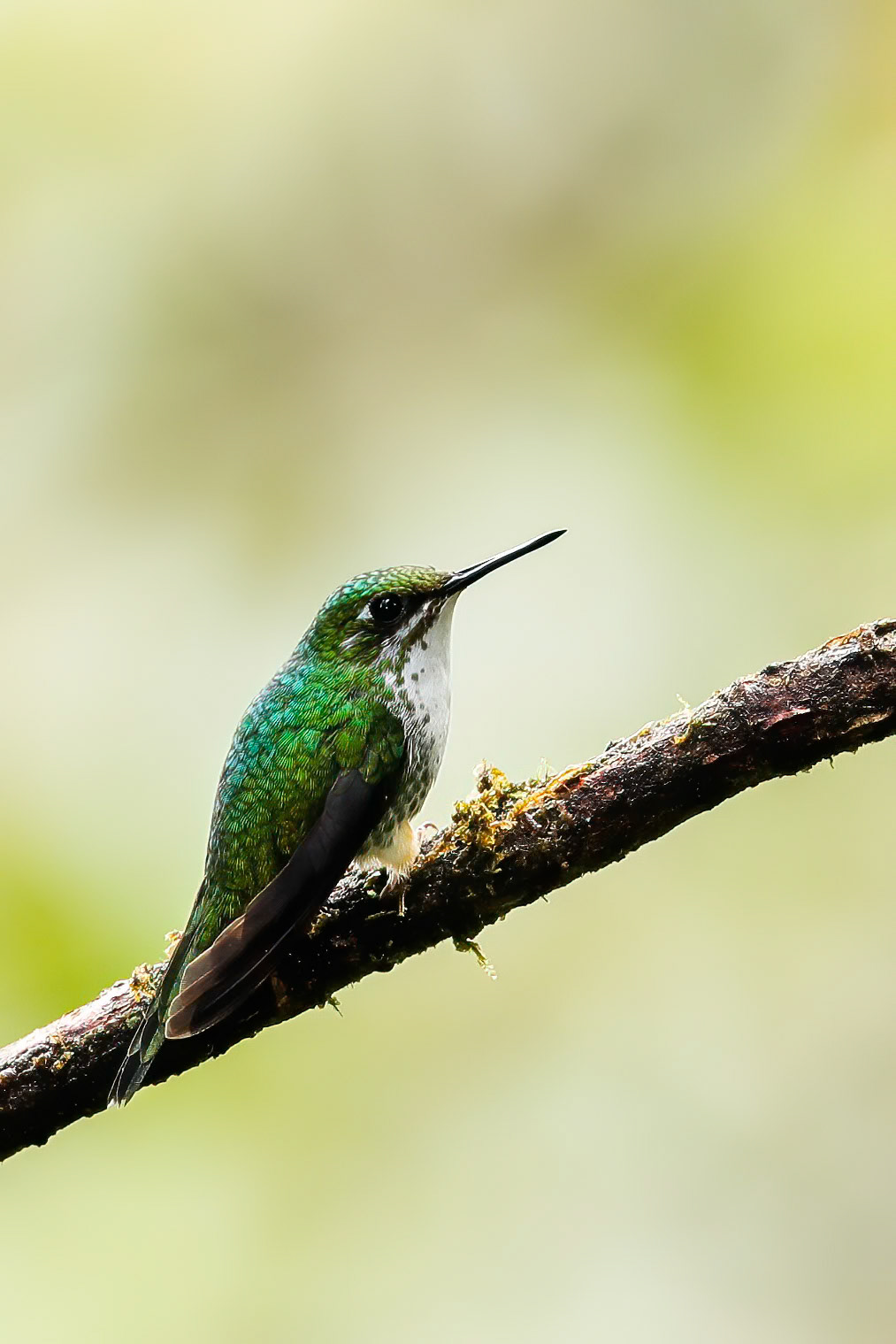 Booted racket-tail (female), Las Tangeras, Colombia