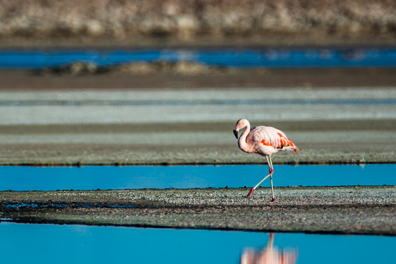 Chilean flamingo, Salar de Atacama, Chaxa lagoon, Atacama, Chile