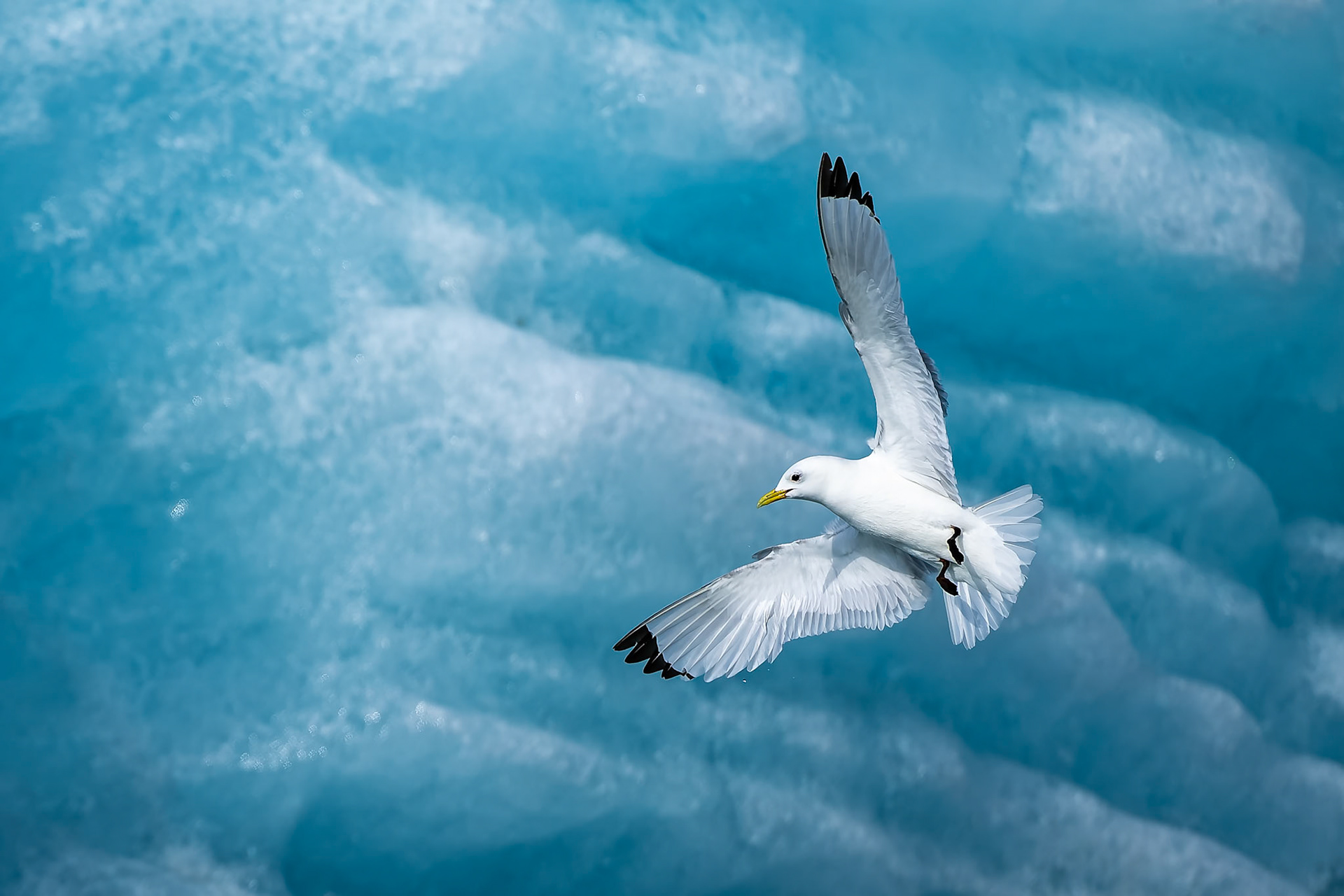 Kittiwake, Monacobreen, Svalbard, Norway